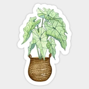 White Caladium Plant Sticker